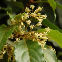 Pittosporum ferrugineum W.T.Aiton
